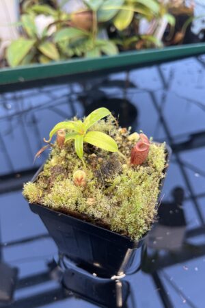 Close Up of Nepenthes jacquelineae | Borneo Exotics | BE-3874 | 20893