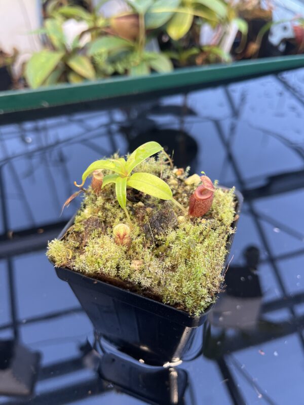 Close Up of Nepenthes jacquelineae | Borneo Exotics | BE-3874 | 20893