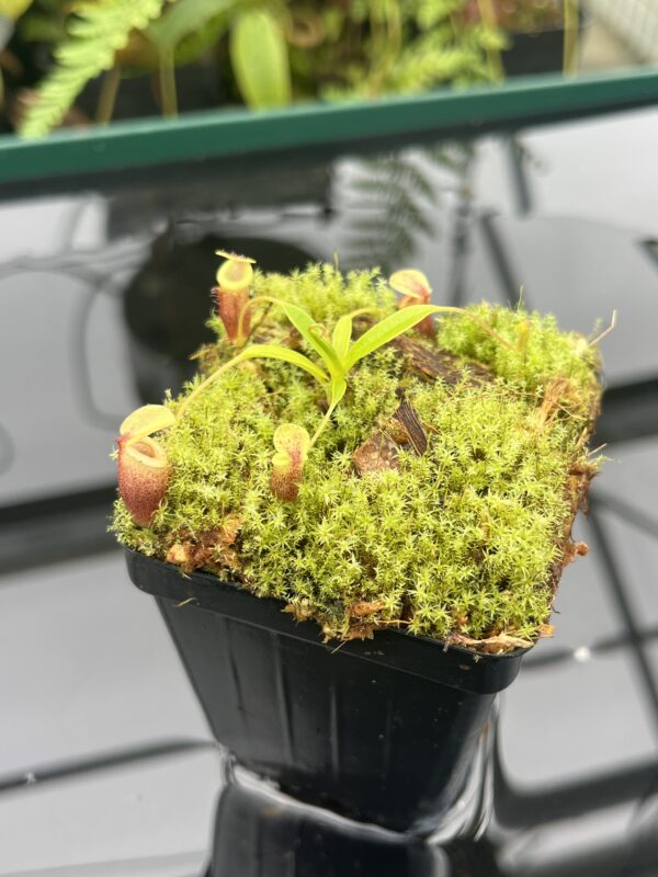 Close Up of Nepenthes jamban | Borneo Exotics | BE-3875 | 20837