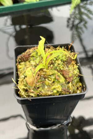 Close Up of Nepenthes jamban | Florae Collaborative | FC-026.IC | 20743