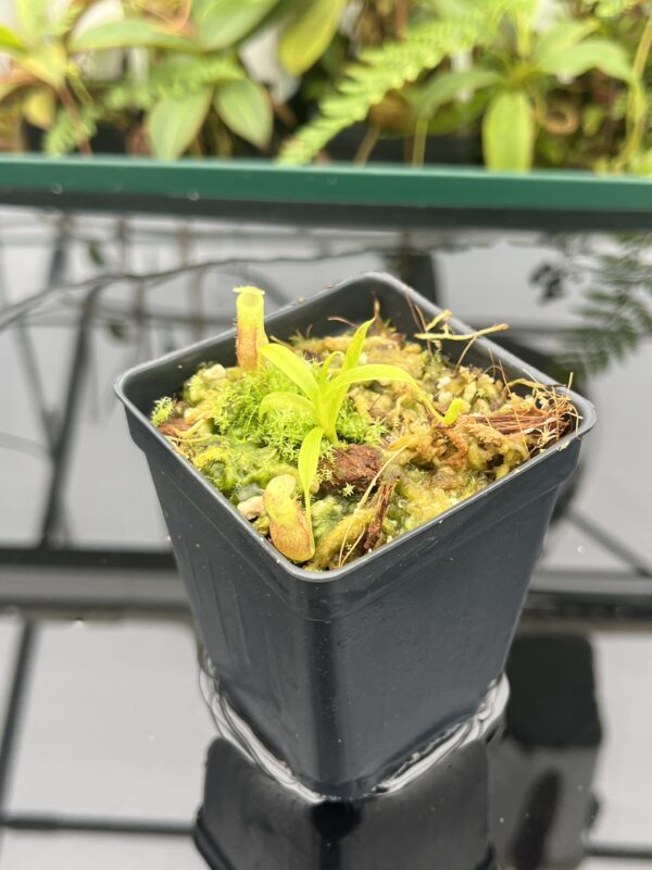Close Up of Nepenthes jamban | Florae Collaborative | FC-026.IC | 20832