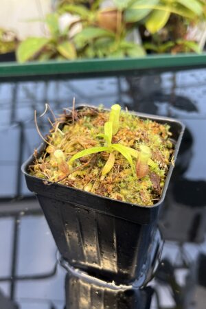 Close Up of Nepenthes jamban | Florae Collaborative | FC-026.IC | 20877