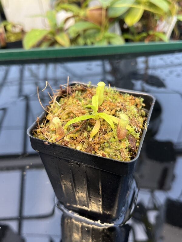 Close Up of Nepenthes jamban | Florae Collaborative | FC-026.IC | 20877