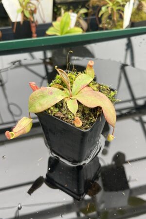 Close Up of Nepenthes kampotiana {seedgrown individuals, Botum Sakor, Cambodia} | Best Carnivorous Plants | BCP-2197 | 20934