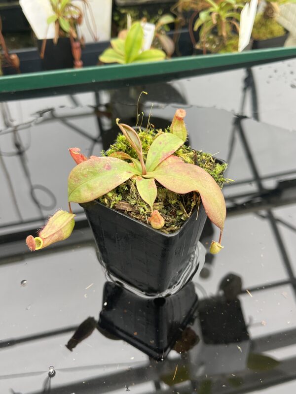 Close Up of Nepenthes kampotiana {seedgrown individuals, Botum Sakor, Cambodia} | Best Carnivorous Plants | BCP-2197 | 20934