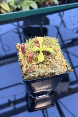 Close Up of Nepenthes lowii | Borneo Exotics | BE-3100 | 20890