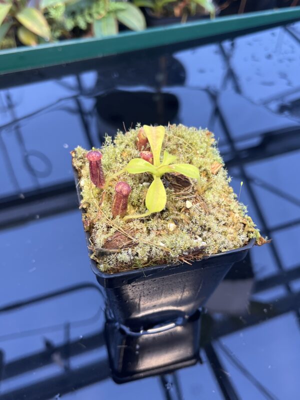 Close Up of Nepenthes lowii | Borneo Exotics | BE-3100 | 20890