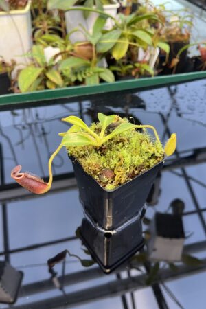Close Up of Nepenthes lowii (Gunung Mulu, Borneo) | individual seedling (ISC) | Andreas Wistuba | AW-N_low_mul.20 | 20882