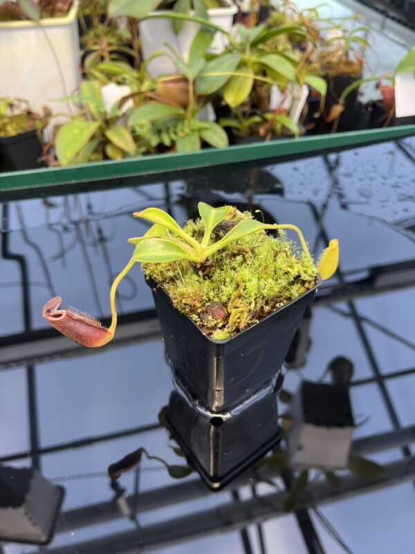 Close Up of Nepenthes lowii (Gunung Mulu, Borneo) | individual seedling (ISC) | Andreas Wistuba | AW-N_low_mul.20 | 20882