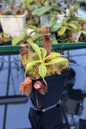 Close Up of Nepenthes (lowii x macrophylla) x aristolochioides | Borneo Exotics | BE-4511 | 20898