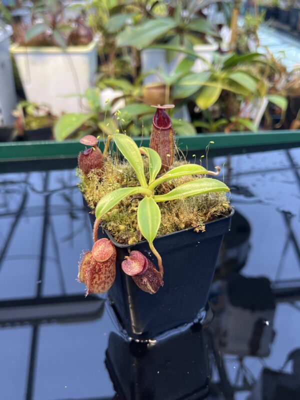 Close Up of Nepenthes (lowii x macrophylla) x aristolochioides | Borneo Exotics | BE-4511 | 20898