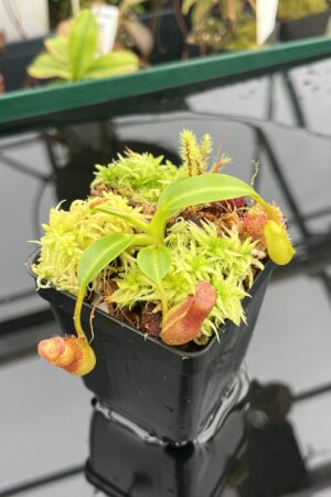 Close Up of Nepenthes (lowii x truncata squat) x edwardsiana | Andreas Wistuba | AW-ISC) | IN20935