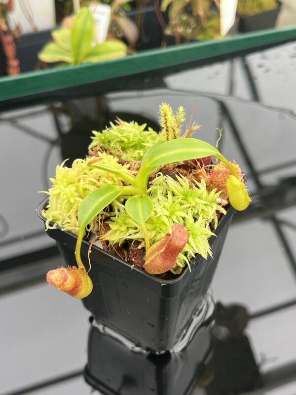 Close Up of Nepenthes (lowii x truncata squat) x edwardsiana | Andreas Wistuba | AW-ISC) | IN20935