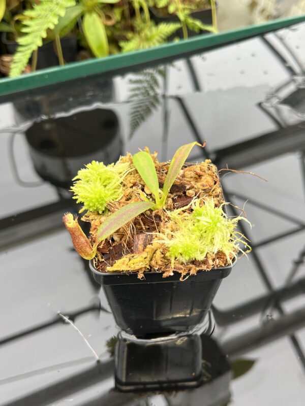 Close Up of Nepenthes {[(lowii x veitchii) x boschiana] x [(veitchii x maxima) x veitchii]} x edwardsiana | Florae Collaborative | FC-145.03 | 20783
