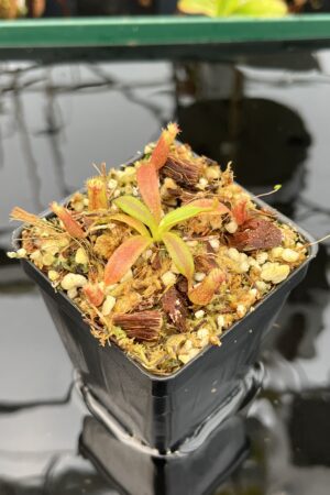 Close Up of Nepenthes {[(lowii x veitchii) x boschiana] x [(veitchii x maxima) x veitchii]} x edwardsiana | Florae Collaborative | FC-145.03 | 21016