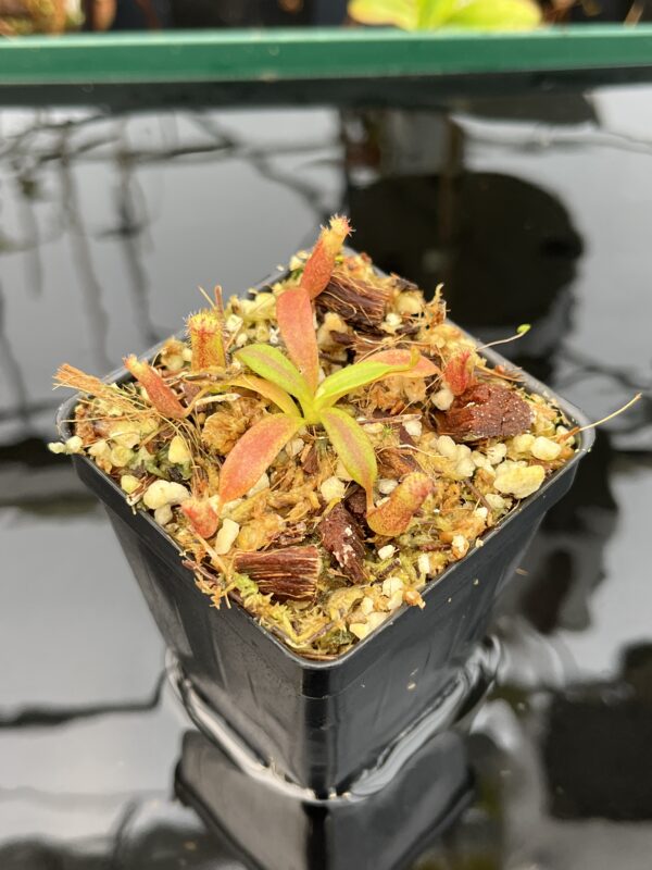 Close Up of Nepenthes {[(lowii x veitchii) x boschiana] x [(veitchii x maxima) x veitchii]} x edwardsiana | Florae Collaborative | FC-145.03 | 21016