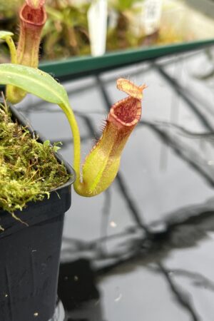 Close Up of Nepenthes {[(lowii x veitchii) x boschiana] x [(veitchii x maxima) x veitchii]} x edwardsiana | Florae Collaborative | FC-145.06 | IN21005