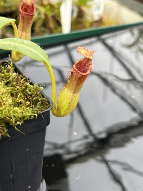Close Up of Nepenthes {[(lowii x veitchii) x boschiana] x [(veitchii x maxima) x veitchii]} x edwardsiana | Florae Collaborative | FC-145.06 | IN21005