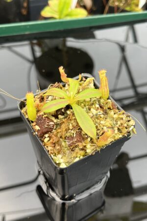 Close Up of Nepenthes {[(lowii x veitchii) x boschiana] x [(veitchii x maxima) x veitchii]} x edwardsiana | Florae Collaborative | FC-145.12 | 21017