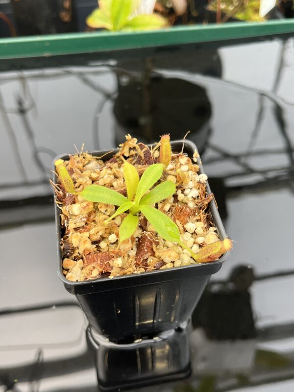 Close Up of Nepenthes {[(lowii x veitchii) x boschiana] x [(veitchii x maxima) x veitchii]} x edwardsiana | Florae | Florae Collaborative | FC-145.08 | 21018