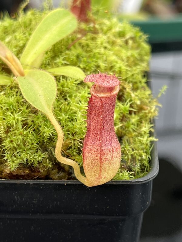 Close Up of Nepenthes [(lowii x veitchii) x boschiana] x [(veitchii x maxima) x veitchii] x (lowii x merrilliana) | Florae | Clone 5 | Florae Collaborative | FC-398.05 | 21009