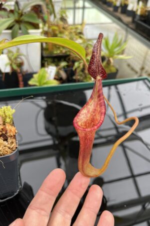 Close Up of Nepenthes lowii x zakriana #2 | Exotica Plants | H20908