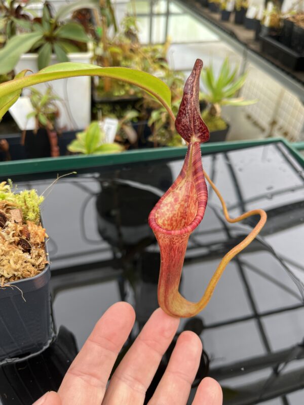 Close Up of Nepenthes lowii x zakriana #2 | Exotica Plants | H20908