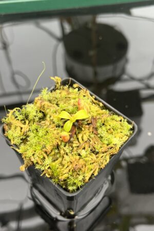 Close Up of Nepenthes macrophylla {clone 30, Gunung Trusmadi, 2550m} | Best Carnivorous Plants | BCP-30 | 20941