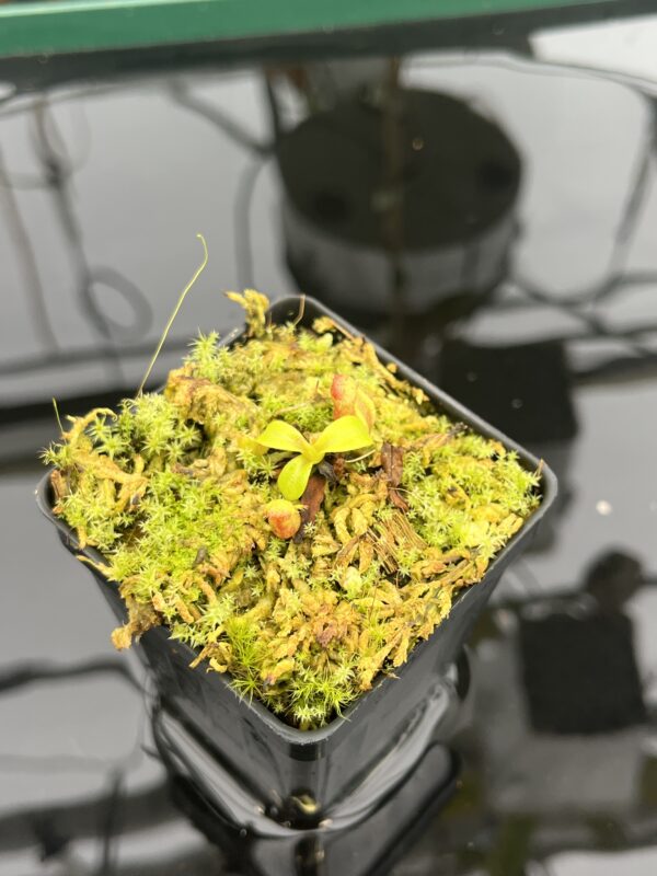 Close Up of Nepenthes macrophylla {clone 30, Gunung Trusmadi, 2550m} | Best Carnivorous Plants | BCP-30 | 20941