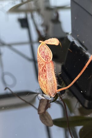 Close Up of Nepenthes mapuluensis | Jeremiah Harris | JH-143.01 | 20871