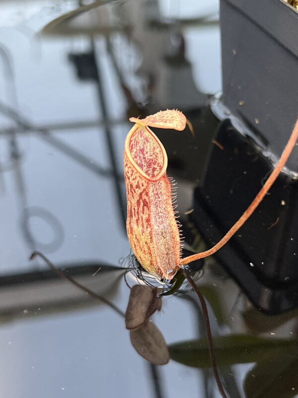 Close Up of Nepenthes mapuluensis | Jeremiah Harris | JH-143.01 | 20871