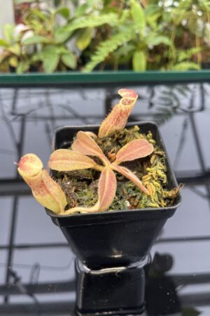 Close Up of Nepenthes maxima | Borneo Exotics | BE-3735 | 20815