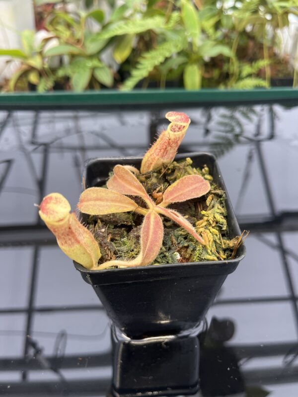 Close Up of Nepenthes maxima | Borneo Exotics | BE-3735 | 20815