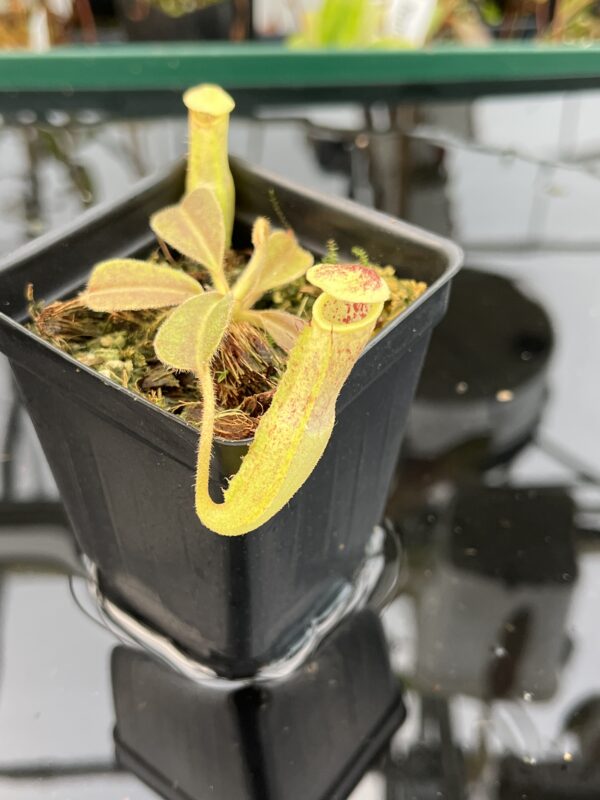 Close Up of Nepenthes maxima | Borneo Exotics | BE-3786 | 21007