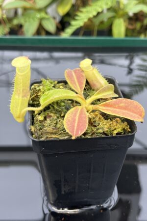 Close Up of Nepenthes maxima | Borneo Exotics | BE-4081 | 20817