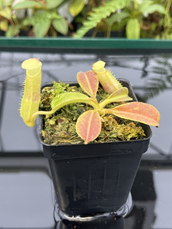 Close Up of Nepenthes maxima | Borneo Exotics | BE-4081 | 20817