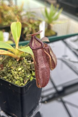 Close Up of Nepenthes maxima x ramispina | Borneo Exotics | BE-3740 | 20921