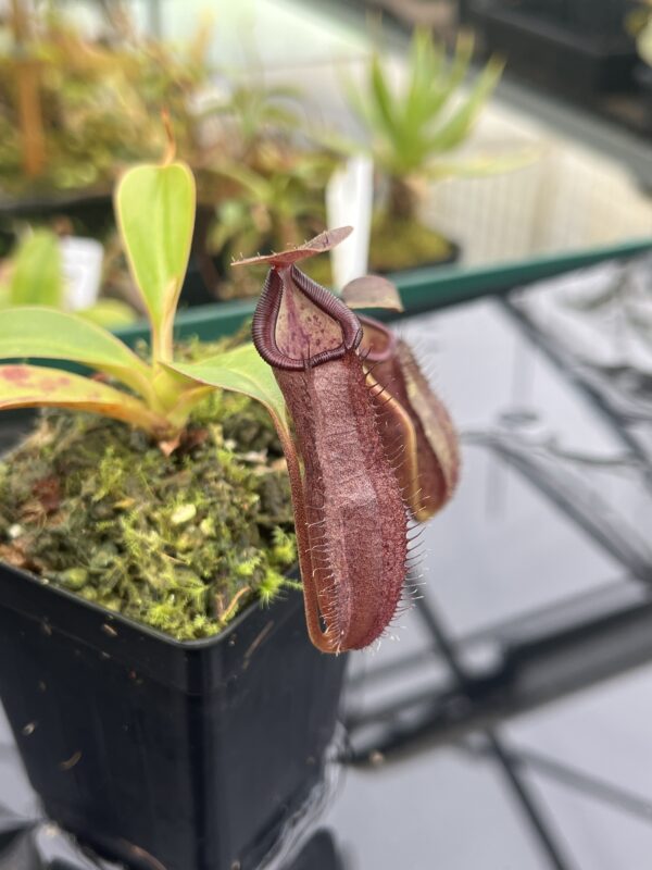 Close Up of Nepenthes maxima x ramispina | Borneo Exotics | BE-3740 | 20921