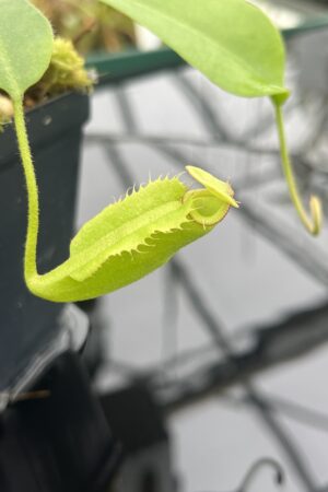 Close Up of Nepenthes maxima x villosa | JH | Clone 1 | Florae Collaborative | FC-375.01 | 20902