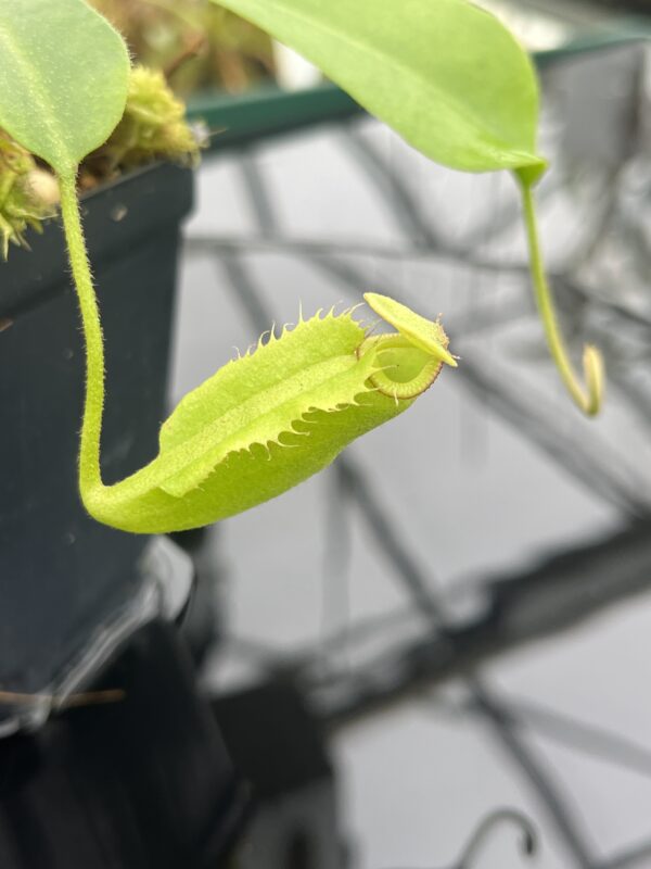 Close Up of Nepenthes maxima x villosa | JH | Clone 1 | Florae Collaborative | FC-375.01 | 20902
