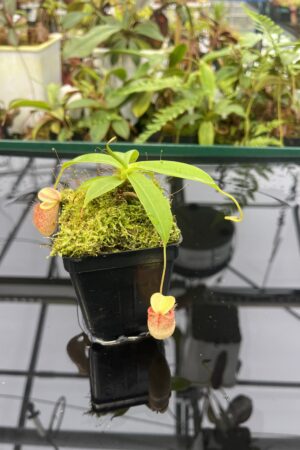 Close Up of Nepenthes merrilliana x glabrata | Borneo Exotics | BE-3911 | 20813