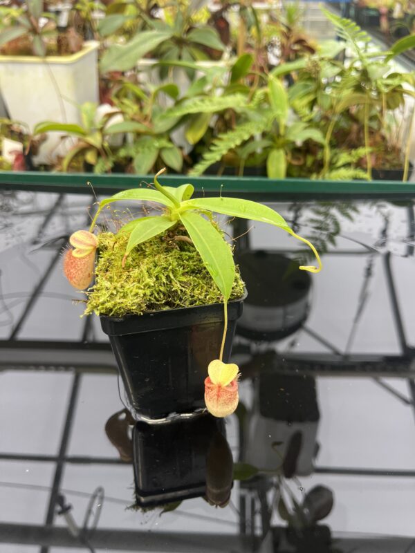 Close Up of Nepenthes merrilliana x glabrata | Borneo Exotics | BE-3911 | 20813