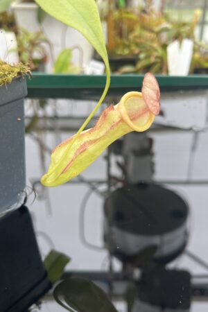 Close Up of Nepenthes mirabilis {Phuket, Thailand} | Best Carnivorous Plants | BCP-162 | 20916
