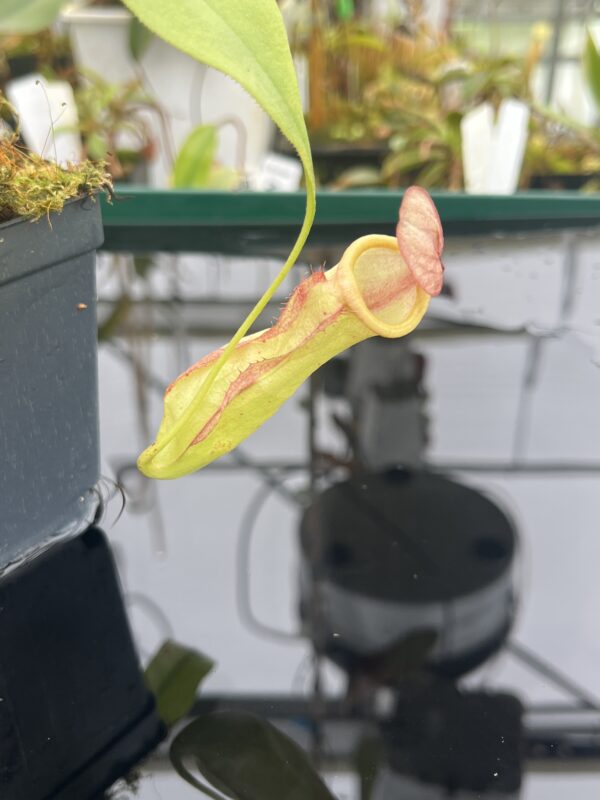 Close Up of Nepenthes mirabilis {Phuket, Thailand} | Best Carnivorous Plants | BCP-162 | 20916