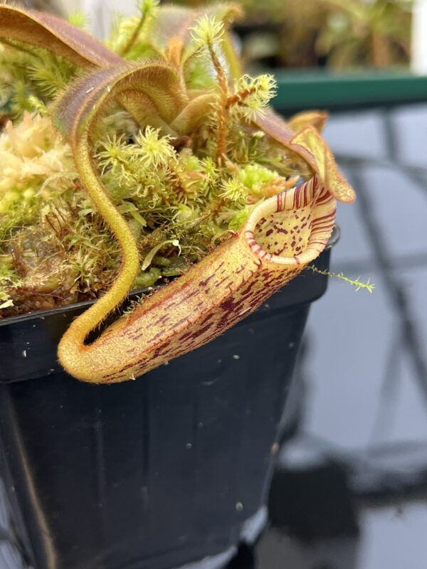 Close Up of Nepenthes mollis (N. hurrelliana) (Borneo) | Clone: 02 | Andreas Wistuba | AW-N_moll_hrl_CP.5 | H21035