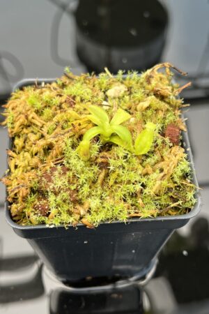 Close Up of Nepenthes mollis x diabolica #1. | MKS | Florae | Clone 1 | Florae Collaborative | FC-440.01 | 20740