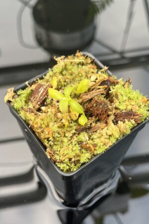 Close Up of Nepenthes mollis x diabolica #1. | MKS | Florae | Clone 1 | Florae Collaborative | FC-440.01 | 20840