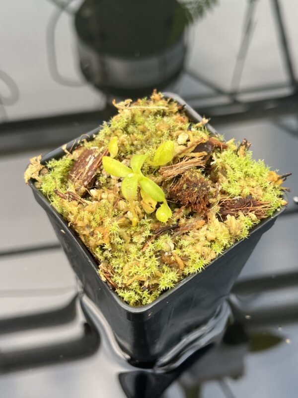 Close Up of Nepenthes mollis x diabolica #1. | MKS | Florae | Clone 1 | Florae Collaborative | FC-440.01 | 20840