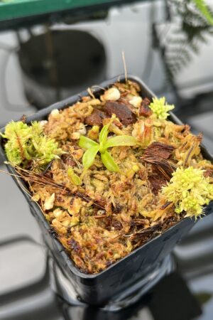 Close Up of Nepenthes mollis x diabolica #2 | Florae Collaborative | FC-441 | 20755