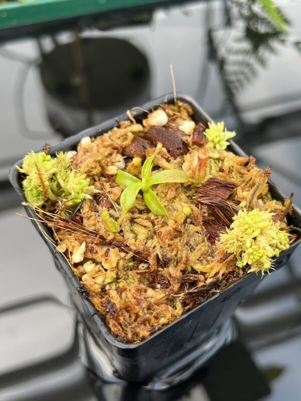 Close Up of Nepenthes mollis x diabolica #2 | Florae Collaborative | FC-441 | 20755
